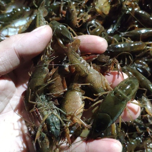 潜江市青虾苗  优质稻田虾苗潜江万亩基地直供大量虾苗，青红苗和红苗，有种虾