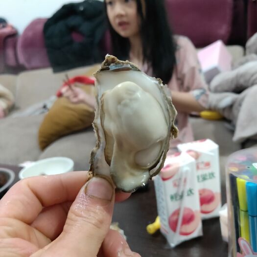 佛山三倍体生蚝  山东乳山蚝
