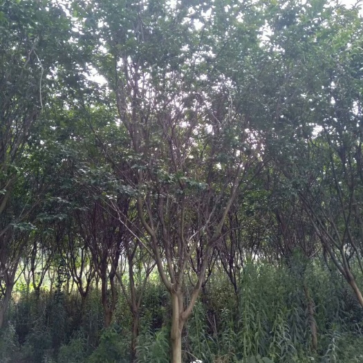苏州 大量紫薇供应  6-14公分  望有需要的老板来电洽谈