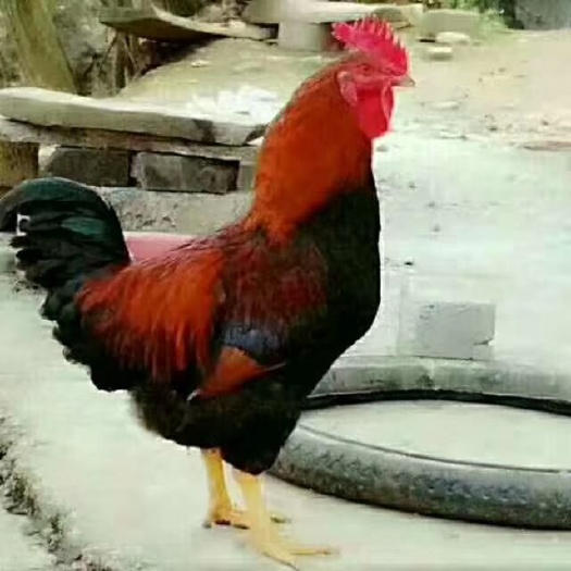桐梓县鸡肉类 新鲜