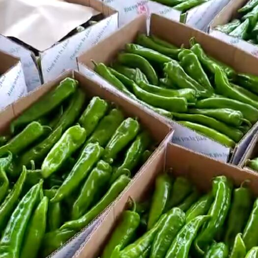 定边县牛角椒 牛角