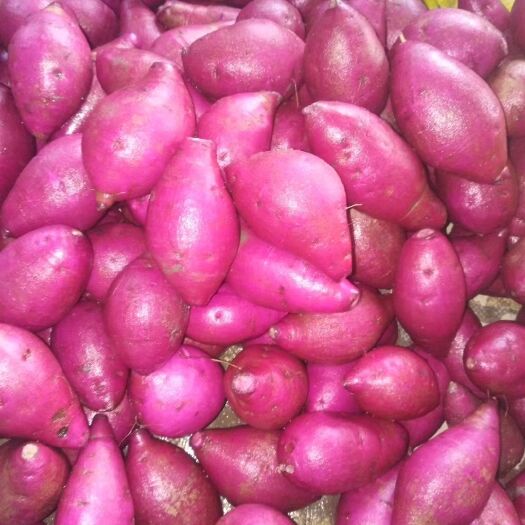 南宁 越南紫薯