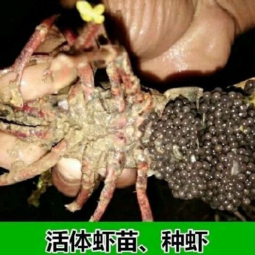 盱眙县青红虾 塘口培育种虾