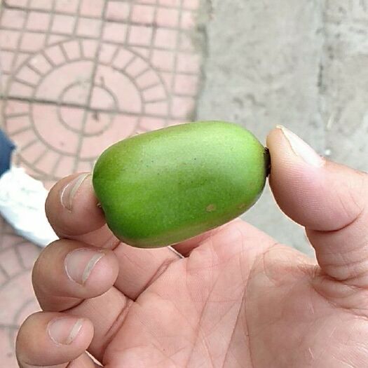 宽甸县软枣猕猴桃苗 嫁接苗