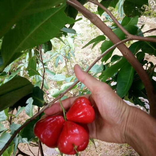 灵山县 莲雾苗（值得种植的水果树苗）黑金刚，黑珍珠，大叶红