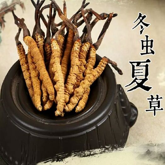 西宁2024青海冬虫夏草正品高原冬虫草正宗网红小草煲汤泡酒包邮