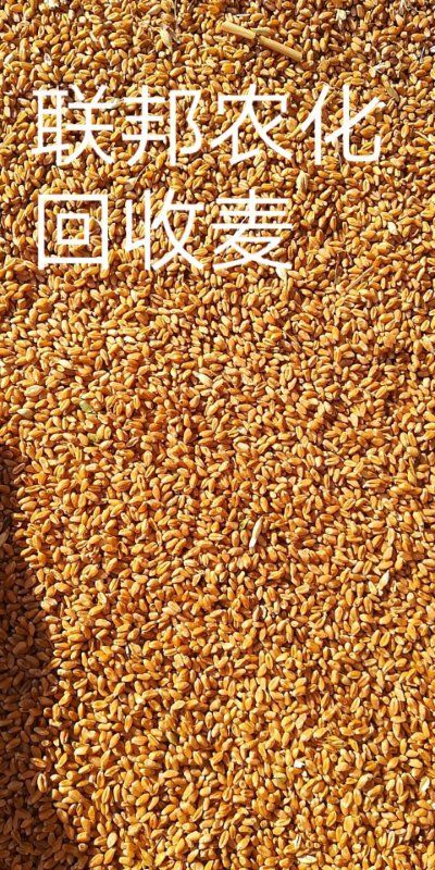 封丘县 优质小麦，品种优