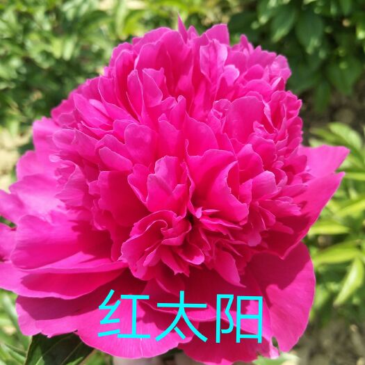 菏泽 牡丹，牡丹花 精品牡丹 观赏牡丹产地直销，品种齐全，保成活率
