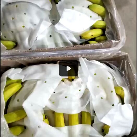 北京 名品香蕉，欢迎选购
