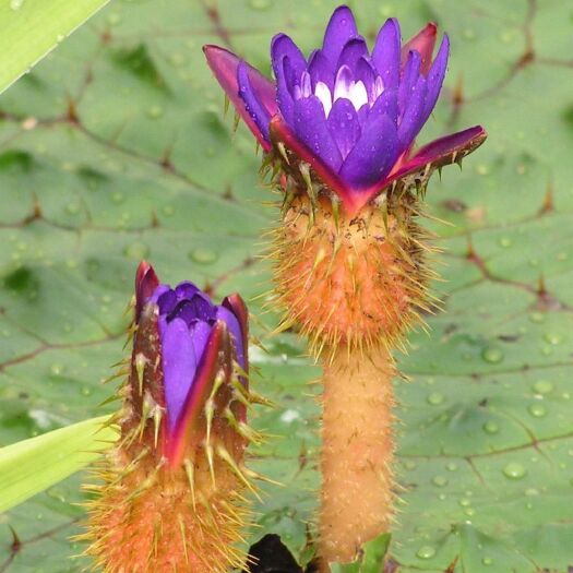泗阳县芡实