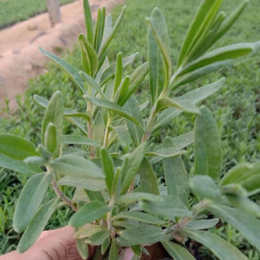 青州市草花 薰衣草基地