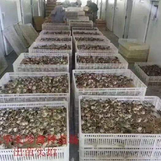 江门 华美山鸡苗防疫齐全，质量有保证，支持全国各地发货