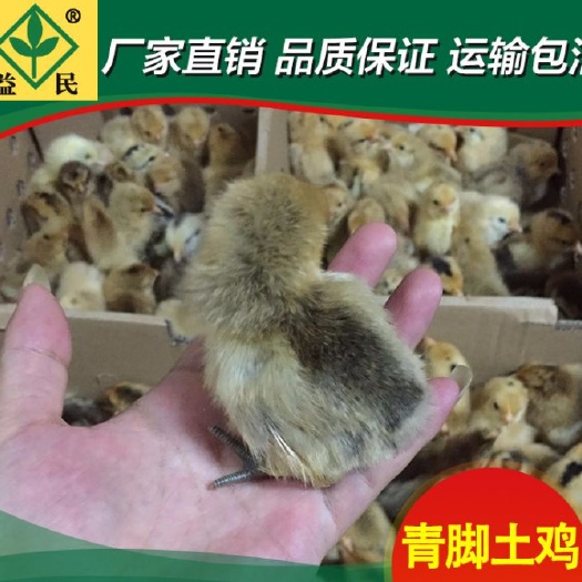 衡阳青脚土鸡苗厂家直销量大从优质量保证
