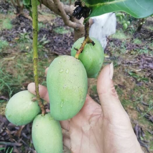 田东县小台农 2两以下