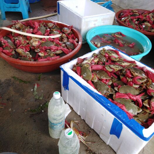 合浦县锯缘青蟹 现捕青蟹统货