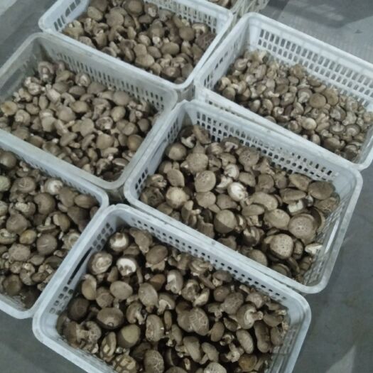 金乡县香菇0912 产地直供，价格优惠