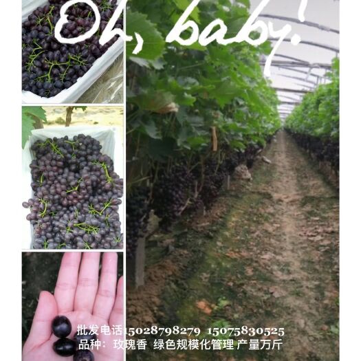 枣强县玫瑰香葡萄 河北衡水枣强玫瑰香批发