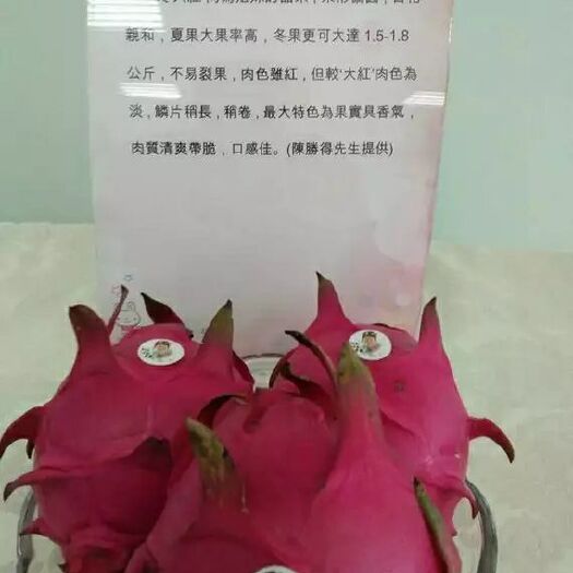 荣县蜜玄龙火龙果苗 蜜玄龙  种条   嫁接苗  原枝