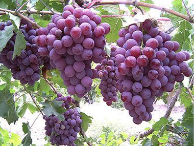 聊城藤稔葡萄 1.5- 2斤 5%以下 1次果