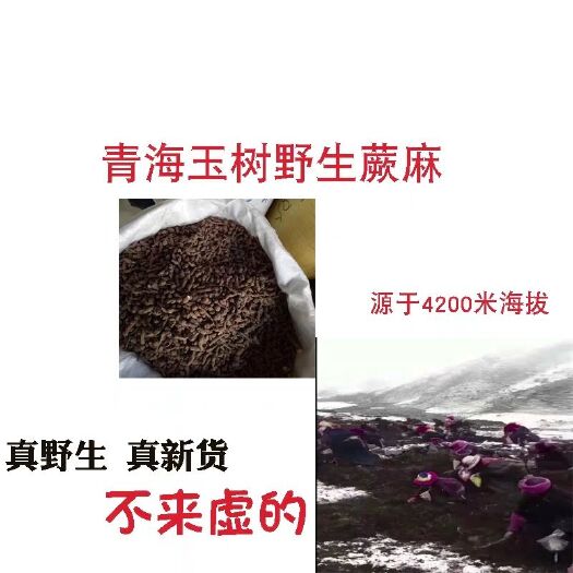 西宁野生蕨菜 青海特产2019春季新货玉树野生蕨麻厥麻人参果500g袋装