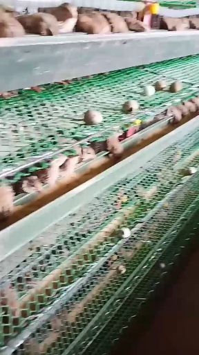商水县土鹌鹑蛋 食用 散装