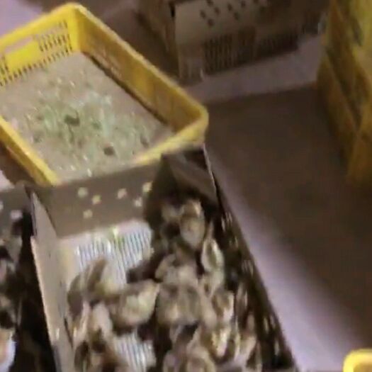 新邵县广东清远鸡鸡苗 公