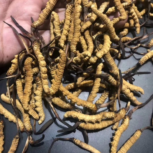 昆明 虫草个头大品质优