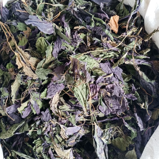 安国市紫苏叶药用干货