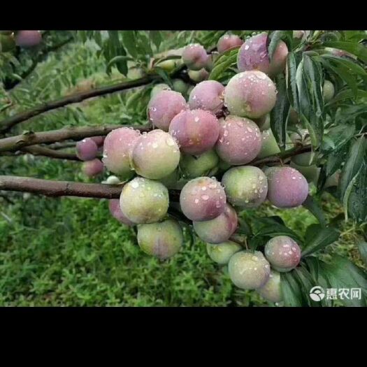 威信县 威信脱核半边红李子。皮薄肉厚，脆甜可口