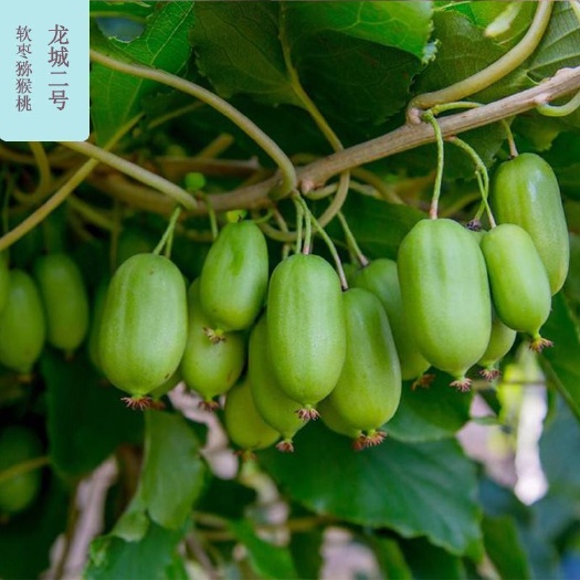 平邑县龙成二号苗 软枣猕猴桃龙城二号
