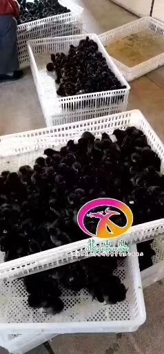 广州绿壳鸡苗 诚信经营，品质保证