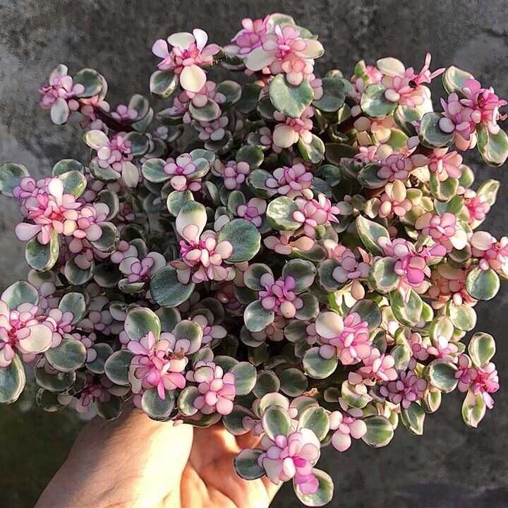  多肉植物室内阳台组合盆栽虎刺梅雅乐之舞老桩金枝玉叶盆栽植物