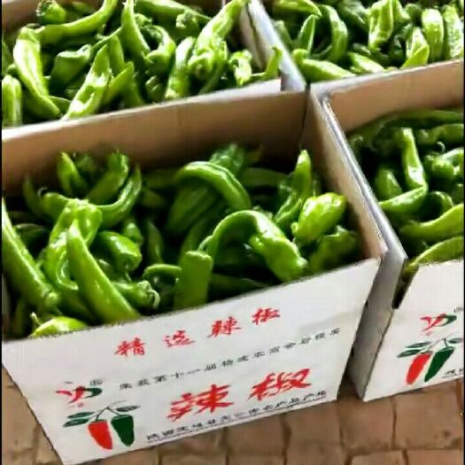 定边县 牛角椒上市了