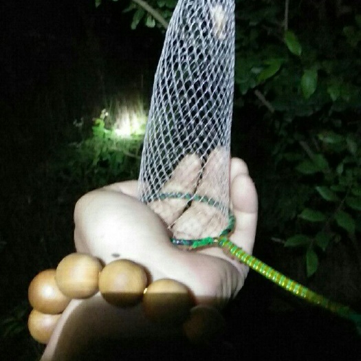 武汉蟋蟀