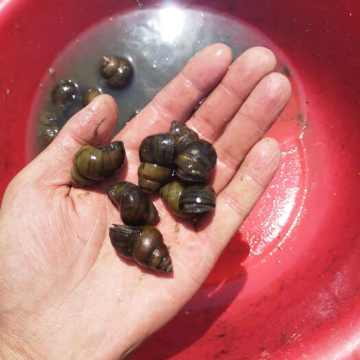 海阳市螺蛳 一手货源