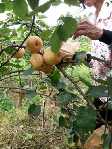 岑溪市 广西岑溪筋竹特级翠冠梨