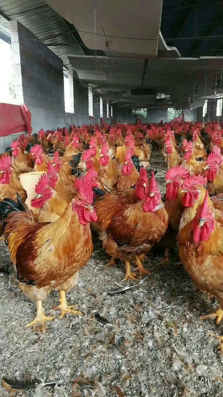 鸡肉类 新鲜