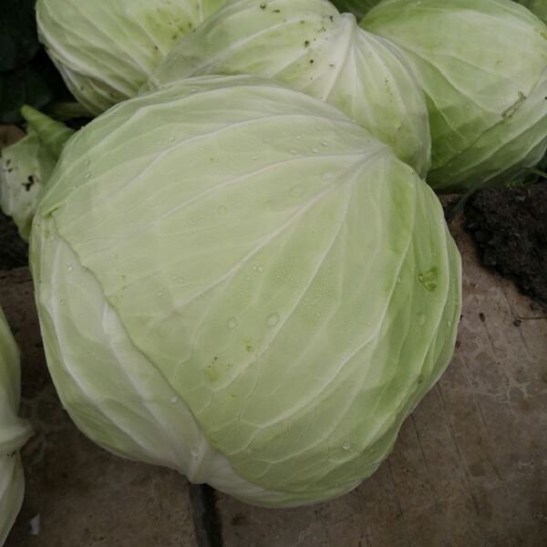 莲花白包菜 扶贫基地，农户种植有机蔬菜