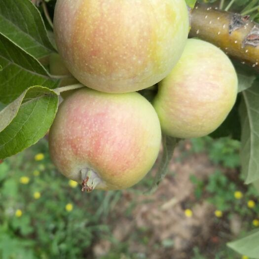 平山县藤牧1号 夏季伏果，甩卖了