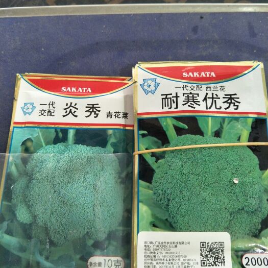 中牟县西兰花苗