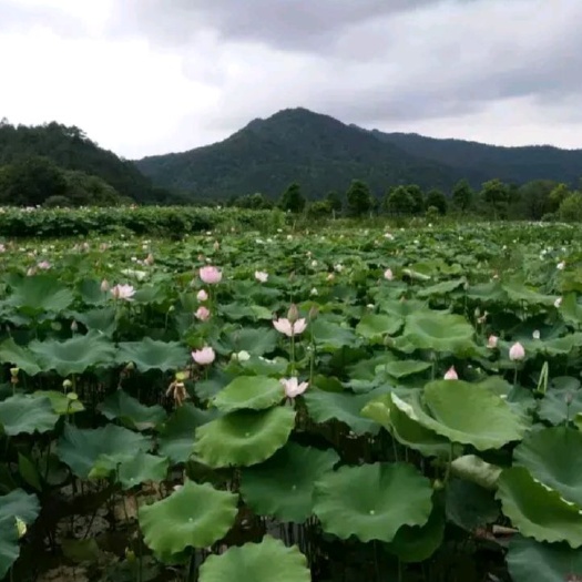 瑞金市 莲子红莲子  湿货