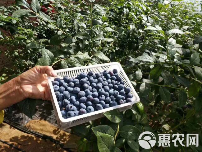  生态蓝莓，自家蓝莓园。关键是吃起来好吃，随时欢迎合。