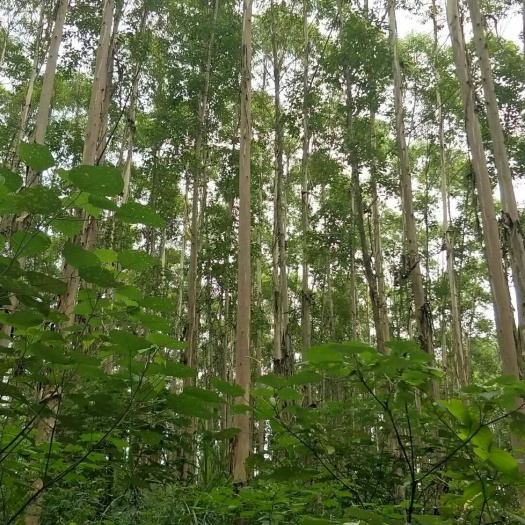 柳城县 供应大面积桉树，带租期林地