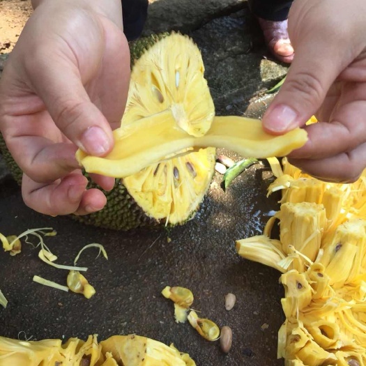 琼海市 海南菠萝蜜1质优价廉，