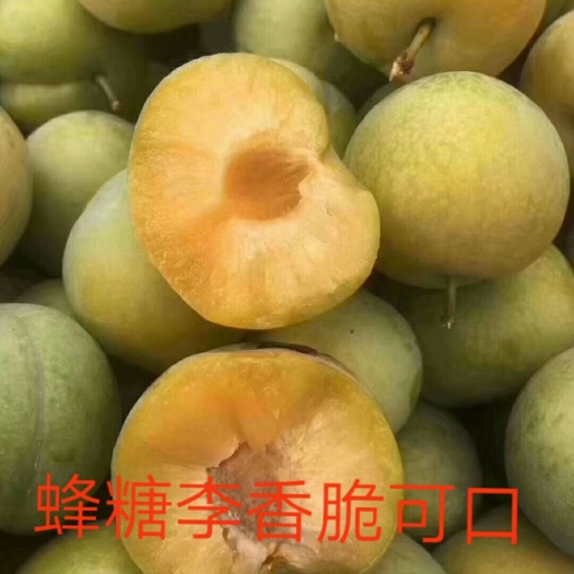 镇宁县 贵州镇宁六马蜂糖李，香脆可口，百吃不厌，号称蜂糖李王
