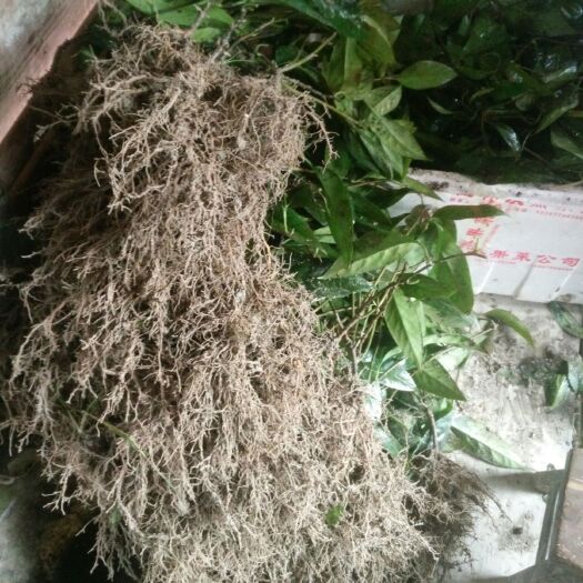 通道县 黑老虎苗两年苗