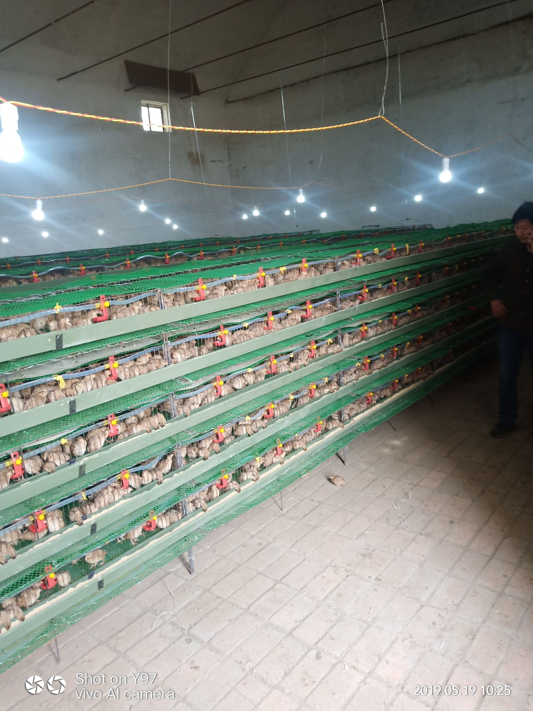 黄羽鹌鹑蛋 要不？来拉4.5块