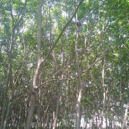 常州 垃圾栾树