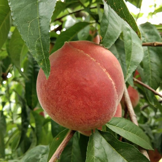 蒙阴县 蒙山水蜜桃批发