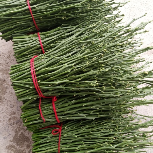 秀山纽荷尔脐橙枝条 20~25cm